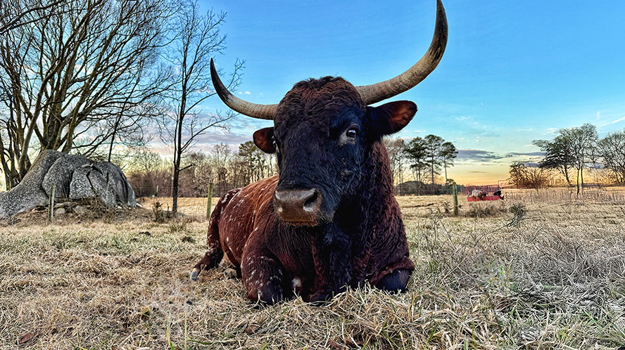 Will 2026 Tame the Bull Market? 